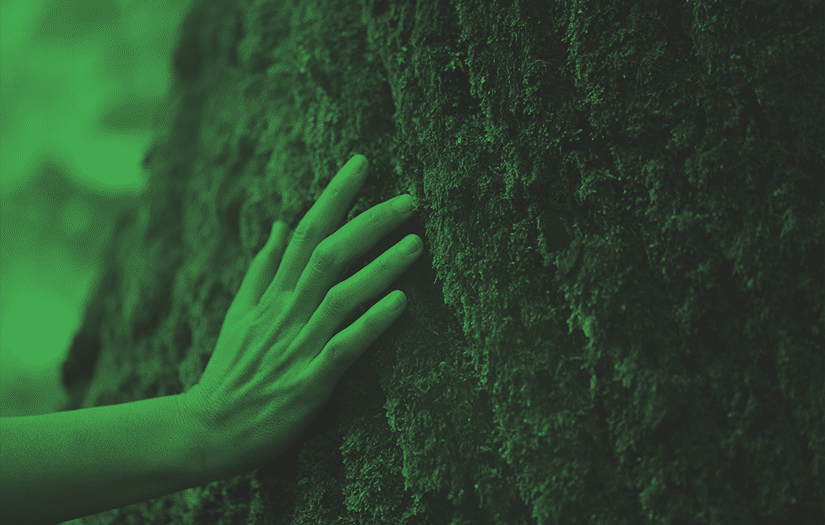 mão tocando em uma árvore com musgos